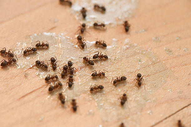 Best Pest Control Cost  in Merriam Woods, MO